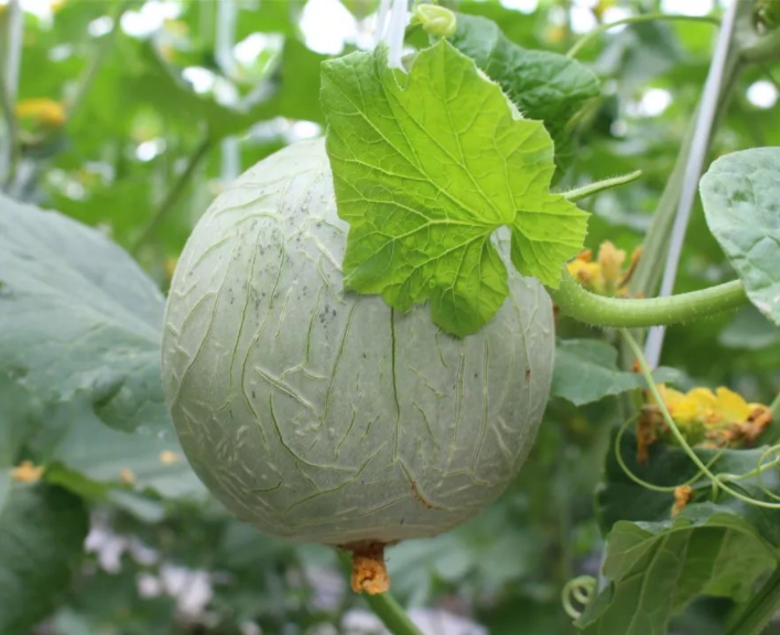 Intégration de l'eau et des engrais