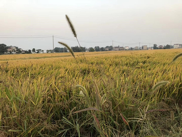 Comment prévenir les maladies infectieuses courantes en automne et en hiver