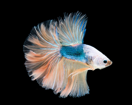 Comment choisir la bonne lampe germicide UV pour aquarium et la méthode d'installation