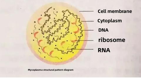 « Vigilance – Pneumonie à Mycoplasme »